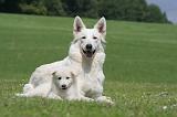 BERGER BLANC SUISSE - ADULTS ET PUPPIES 048